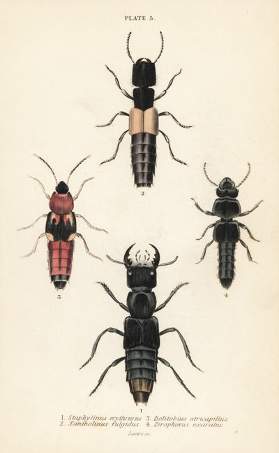روف الخنافس: Staphylinus erythrurus 1 ، 2 Actobius shining ، Bolitobius atricapillns 3 ، 4 Zirophorus exaratus بواسطة مدرسة اللغة الإنجليزية