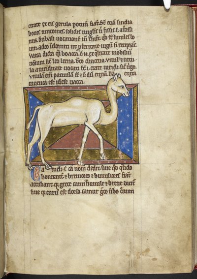 Royal MS 12 C XIX، f.33r Camel، from 