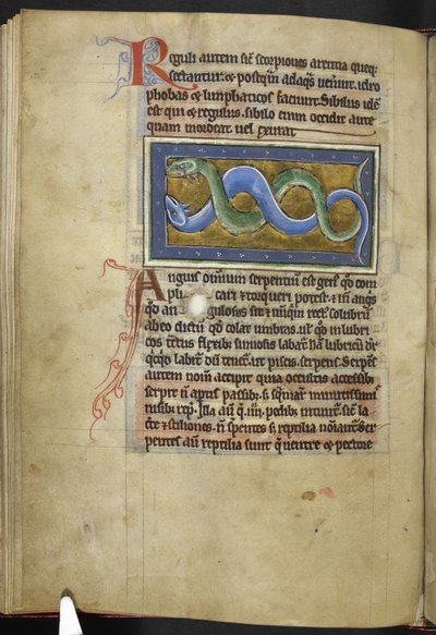 Royal MS 12 C XIX، f.63v Anguis، from 