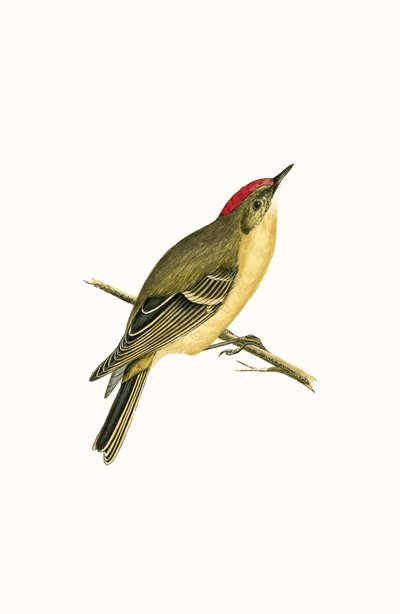 روبي توج Kinglet ، التوضيح من "تاريخ طيور أوروبا غير المرصودة في الجزر البريطانية" بقلم تشارلز روبرت بري (1811-1886) ، نشر عام 1867 بواسطة مدرسة اللغة الإنجليزية