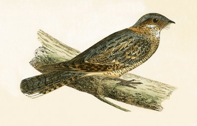 Russet Necked Nightjar ، رسم توضيحي من "تاريخ طيور أوروبا غير المرصودة في الجزر البريطانية" بقلم تشارلز روبرت بري (1811-1886) ، نشر عام 1867 بواسطة مدرسة اللغة الإنجليزية