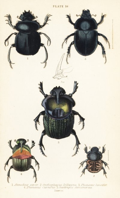خنفساء الجعران المقدسة ، Scarabaeus sacer 1 ، خنافس الروث ، Onthophagus nuchicornis 2 ، Coprophanaeus lancifer 3 ، Sulcophanaeus carnifex 4 ، وخنفساء الروث المملة للأرض ، Geotrupes stercorarius 5 بواسطة مدرسة اللغة الإنجليزية