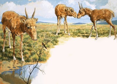 Saiga Antelope بواسطة مدرسة اللغة الإنجليزية