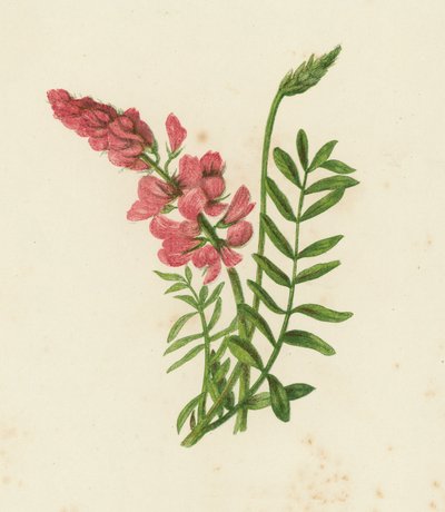السينتوفين ، Onobrychis sativa (لون الليثو) بواسطة مدرسة اللغة الإنجليزية