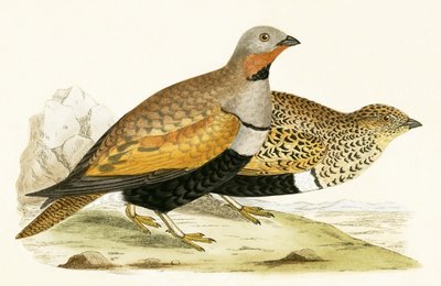 Sand Grouse ، توضيح من "تاريخ طيور أوروبا غير المرصودة في الجزر البريطانية" بقلم تشارلز روبرت بري (1811-1886) ، نشر عام 1867 بواسطة مدرسة اللغة الإنجليزية