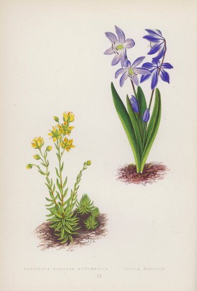 Saxifraga Aizoides Autumnalis ؛ سيلا سيبيريكا (لون ليثو) بواسطة مدرسة اللغة الإنجليزية