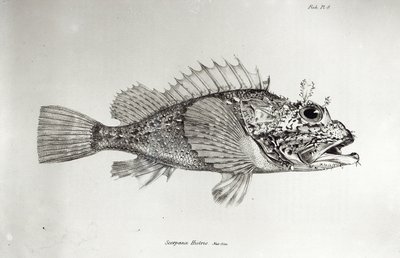 أسماك العقرب ، اللوحة 8 من "علم الحيوان في رحلة السفينة الملكية بيغل ، 1832-36" بقلم تشارلز داروين بواسطة مدرسة اللغة الإنجليزية