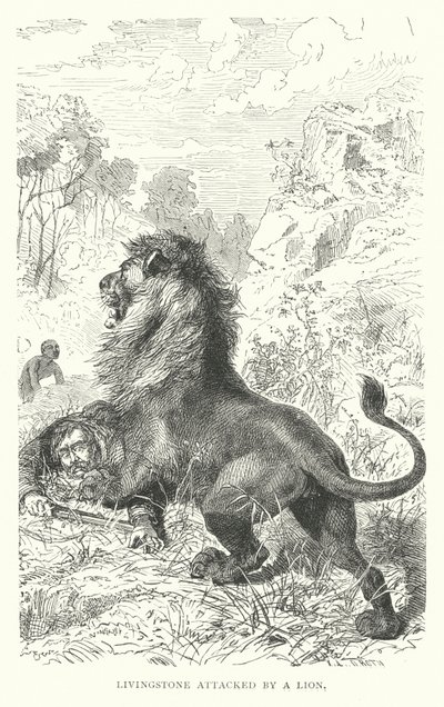 Scottish missionary David Livingstone attacked by a lion in Africa (engraving) بواسطة مدرسة اللغة الإنجليزية