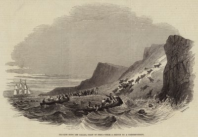 Sea-Lion hunt off Callao, Coast of Peru (engraving) بواسطة مدرسة اللغة الإنجليزية