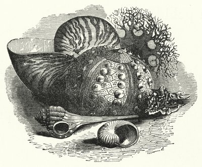 Sea Shells (engraving) بواسطة مدرسة اللغة الإنجليزية