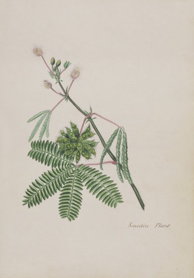 نبات حساس ، توضيح من ألبوم قصائد ، رسومات جرافيت وألوان مائية ، c.1828 (مرحاض على ورق) بواسطة مدرسة اللغة الإنجليزية