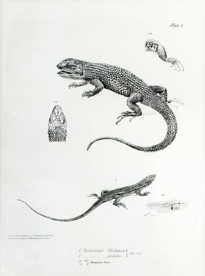 Shguled Iguana ، رسم توضيحي من "علم الحيوان لرحلة HMS Beagle ، 1832-36" بقلم تشارلز داروين بواسطة مدرسة اللغة الإنجليزية
