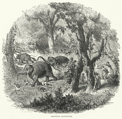 Shooting Elephants (engraving) بواسطة مدرسة اللغة الإنجليزية