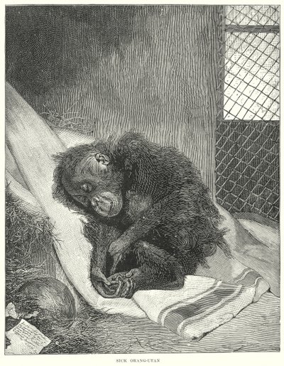 إنسان الغاب المريض (نقش) بواسطة مدرسة اللغة الإنجليزية