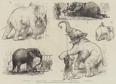رسومات تخطيطية للفيل الأفريقي جامبو في حدائق الحيوان (ليثو) بواسطة مدرسة اللغة الإنجليزية