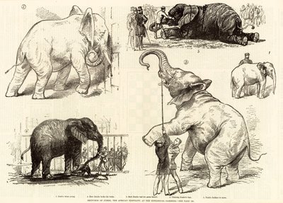 رسومات جامبو ، الفيل الأفريقي ، في حدائق الحيوان بواسطة مدرسة اللغة الإنجليزية