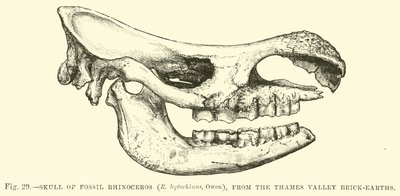 جمجمة أحفور وحيد القرن (R leptorhinus ، Owen) ، من التايمز وادي الطوب الطوبى بواسطة مدرسة اللغة الإنجليزية