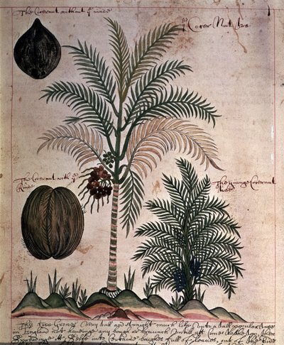 سلون 4013 f.3 نخيل جوز الهند من "أوصاف النباتات الهندية" بواسطة مدرسة اللغة الإنجليزية