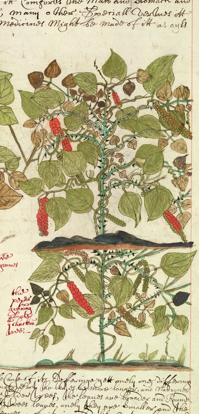 Sloane 4013 f.7 Det. نبات الفلفل من "أوصاف النباتات الهندية" بواسطة مدرسة اللغة الإنجليزية
