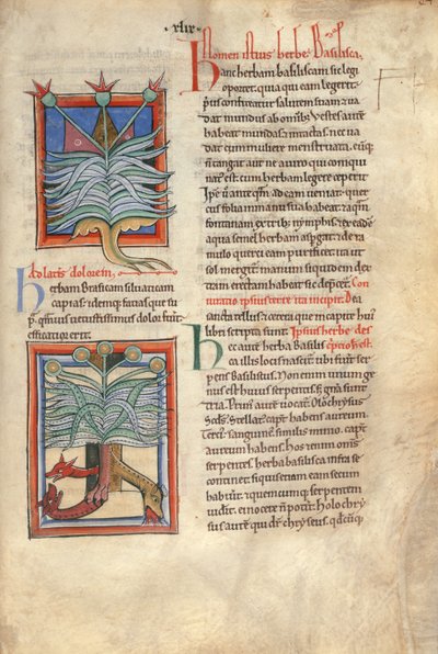 Sloane Ms 1975 fol.48 The Herb Basilica بواسطة مدرسة اللغة الإنجليزية