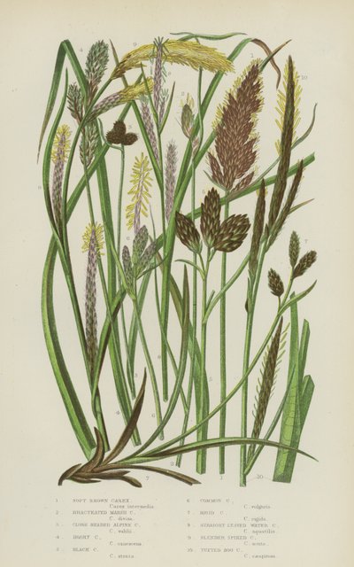Carex بني ناعم ، Marsh Carex Bracteated ، جبال الألب ذات الرأس المقرب ، Hoary Carex ، أسود Carex ... (لون ليثو) بواسطة مدرسة اللغة الإنجليزية
