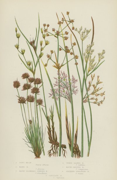 Soft Rush ، Hard Rush ، Blunt Flowered Jointed Rush ، Three Leaved Rush ، Round Fruited Rush (لون ليثو) بواسطة مدرسة اللغة الإنجليزية