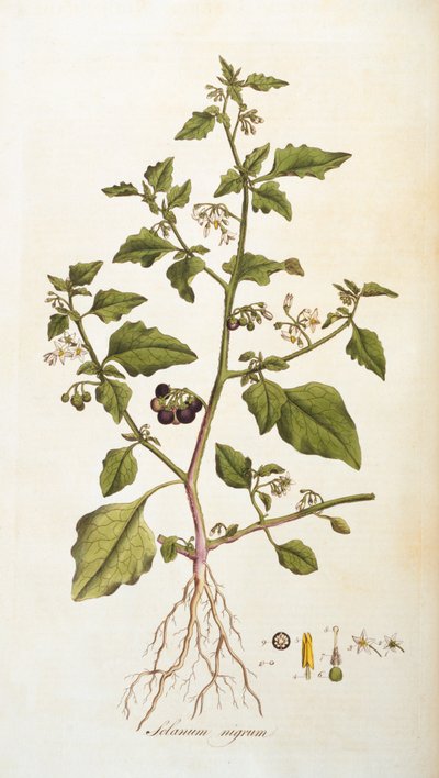 Solanum nigrum [الظل] ، رسم توضيحي من Flora Londiniensis [زهور لندن] بقلم ويليام كيرتس ، نشر 1777-98 (نقش ملون) بواسطة مدرسة اللغة الإنجليزية