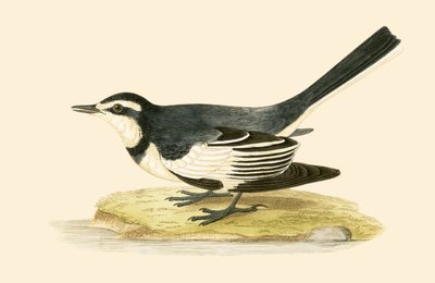 Sombre Wagtail ، التوضيح من "تاريخ طيور أوروبا غير المرصودة في الجزر البريطانية" بقلم تشارلز روبرت بري (1811-1886) ، نشر عام 1867 بواسطة مدرسة اللغة الإنجليزية