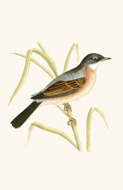 Warbler Spectacled Warbler ، توضيح من "تاريخ طيور أوروبا غير المرصودة في الجزر البريطانية" بقلم تشارلز روبرت بري (1811-1886) ، نشر عام 1867 بواسطة مدرسة اللغة الإنجليزية