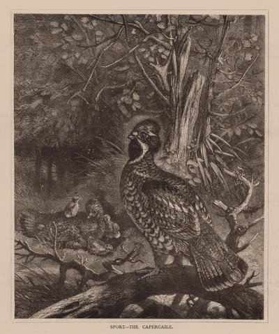 سبورت، ذا كابركايلي (نقش) بواسطة مدرسة اللغة الإنجليزية