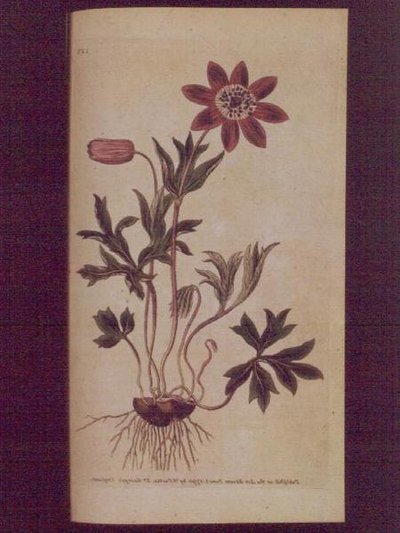 نجمة شقائق النعمان (Anemone hortensis) ، اللوحة 123 من William Curtis "The Botanical Magazine" (أو "Flower Garden Displayed") ، حانة. 1789-90 (نقش) بواسطة مدرسة اللغة الإنجليزية
