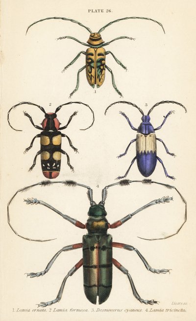 Sternotomis الجميل 1 ، 2 Tragocephala الجميل ، حفار البلسان Desmocerus mantle 3 و 4 Thysia wallicbii بواسطة مدرسة اللغة الإنجليزية