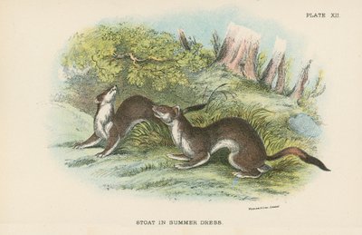 Stoat في فستان صيفي بواسطة مدرسة اللغة الإنجليزية