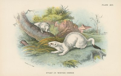 Stoat في ثوب الشتاء بواسطة مدرسة اللغة الإنجليزية