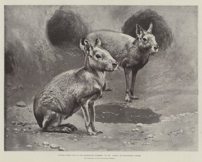 دراسات من Life at the Zoological Gardens أو Maras أو Patagonian Cavies (litho) بواسطة مدرسة اللغة الإنجليزية