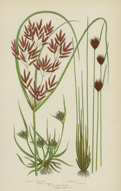 Sweet Cyperus و Brown Cyperus و Black Bog-Rush (لون ليثو) بواسطة مدرسة اللغة الإنجليزية
