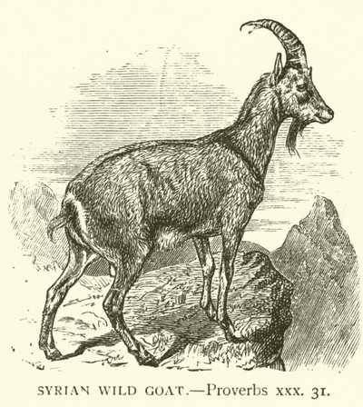 الماعز البري السوري ، امثال ، xxx ، 31 (نقش) بواسطة مدرسة اللغة الإنجليزية