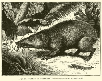 Tanrec ، أو Trandraka (Centetes ecaudatus) من مدغشقر بواسطة مدرسة اللغة الإنجليزية