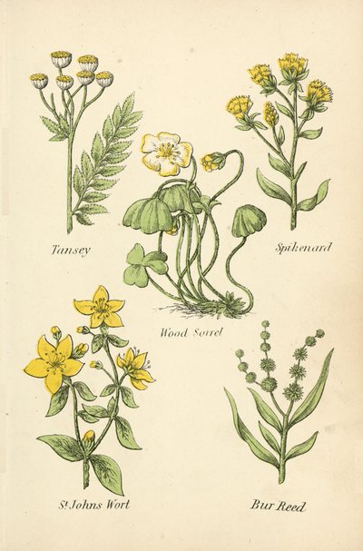 Tansey ، Spikenard ، Wood Sorrel ، St Johns Wort ، Bur Reed بواسطة مدرسة اللغة الإنجليزية