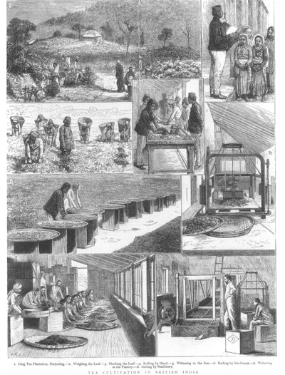 زراعة الشاي في الهند البريطانية ، 1876 بواسطة مدرسة اللغة الإنجليزية