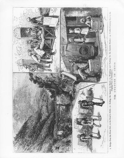 ثقافة الشاي في الهند ، 1883 بواسطة مدرسة اللغة الإنجليزية