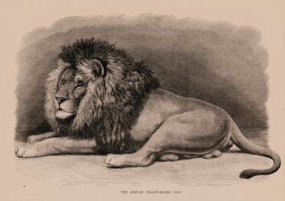 الأسد الأفريقي ذو الذيل الأصفر (نقش) بواسطة مدرسة اللغة الإنجليزية