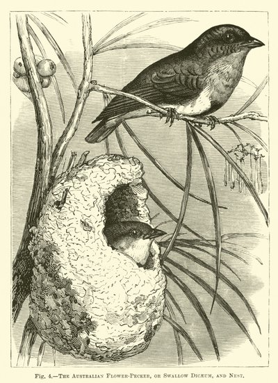 الزهرة الأسترالية Pecker أو Swallow Dicaeum و Nest بواسطة مدرسة اللغة الإنجليزية