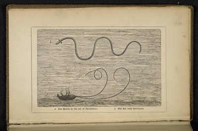 "The Beetle in the Act of Parturition" ، مقدمة من كتاب "أصل ثعبان البحر الفضي: مع ملاحظات حول الطعم وصيد الذباب" ، بقلم ديفيد كيرنكروس بواسطة مدرسة اللغة الإنجليزية