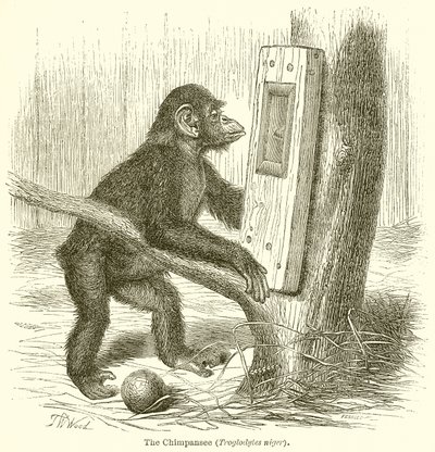 الشمبانزي (Troglodytes النيجر) بواسطة مدرسة اللغة الإنجليزية