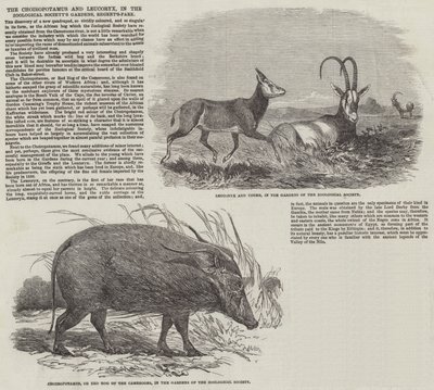 The Choiropotamus و Leucoryx ، في حدائق جمعية علم الحيوان ، ريجنت بارك (نقش) بواسطة مدرسة اللغة الإنجليزية