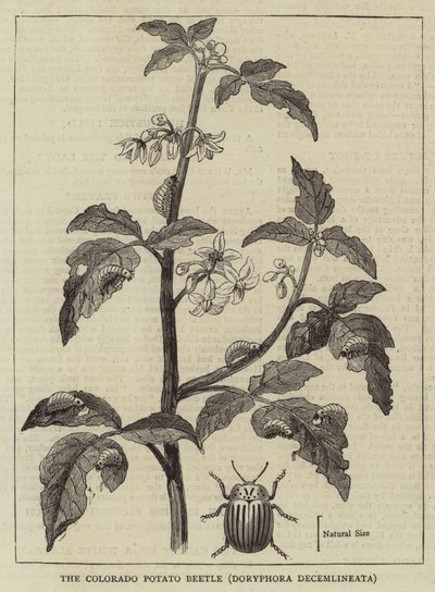 The Colorado Potato Beetle, Doryphora decemlineata (engraving) بواسطة مدرسة اللغة الإنجليزية