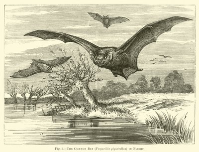 الخفاش المشترك ، Vespertilio pipistrellus ، في الطيران بواسطة مدرسة اللغة الإنجليزية