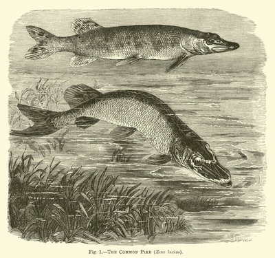 بايك المشترك ، Esox lucius بواسطة مدرسة اللغة الإنجليزية