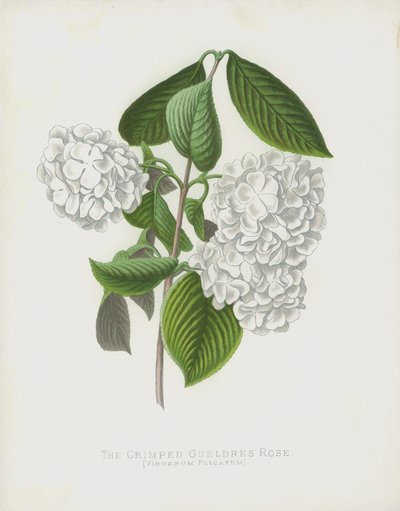 The Crimped Gueldres Rose ، الويبرنوم ؛ فار كبير ؛ بواسطة مدرسة اللغة الإنجليزية